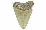 Juvenile Megalodon Tooth - North Carolina #359037-1